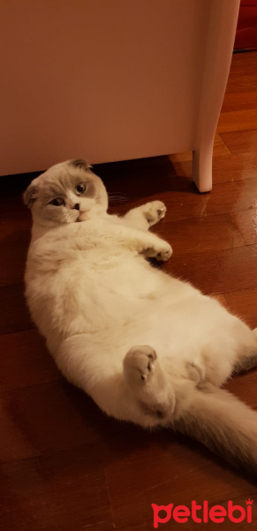 Scottish Fold, Kedi  Sherlock fotoğrafı