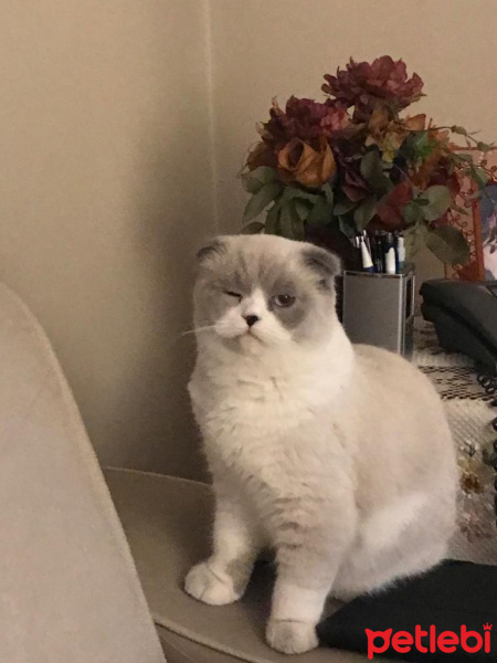Scottish Fold, Kedi  Sherlock fotoğrafı