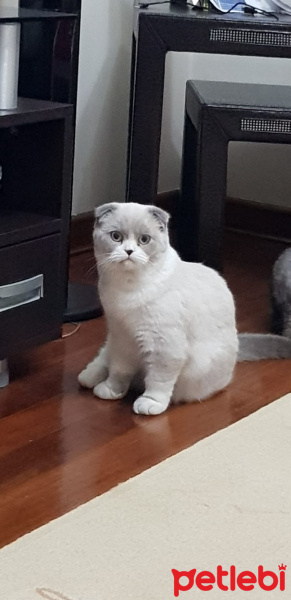 Scottish Fold, Kedi  Sherlock fotoğrafı