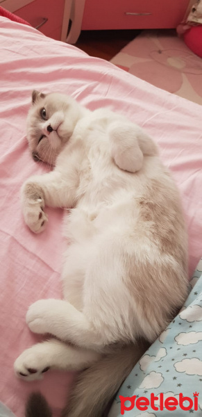 Scottish Fold, Kedi  Sherlock fotoğrafı
