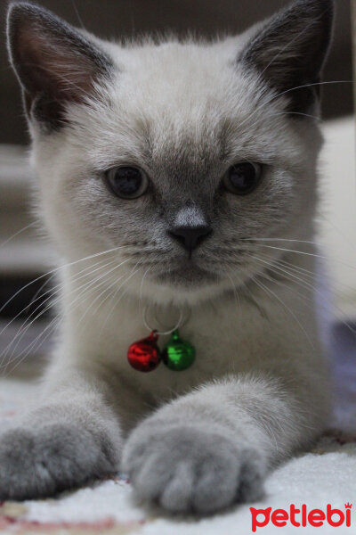 British Shorthair, Kedi  hera fotoğrafı