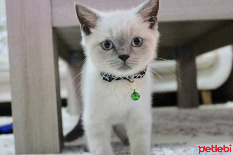 British Shorthair, Kedi  hera fotoğrafı