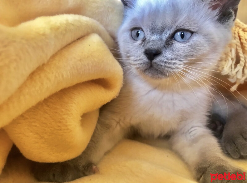 British Shorthair, Kedi  hera fotoğrafı