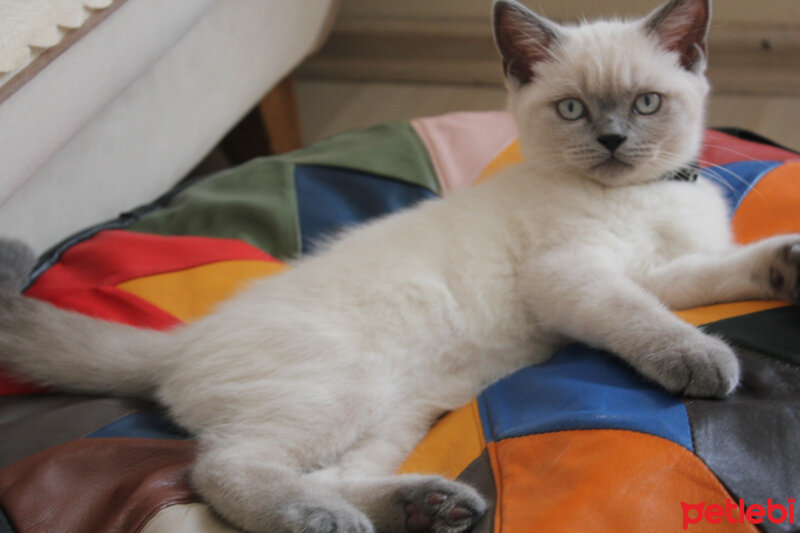 British Shorthair, Kedi  hera fotoğrafı