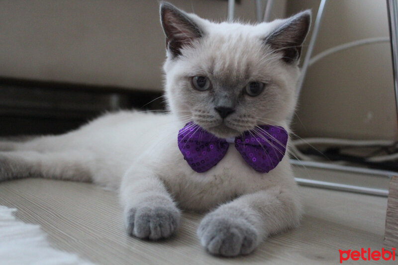 British Shorthair, Kedi  hera fotoğrafı