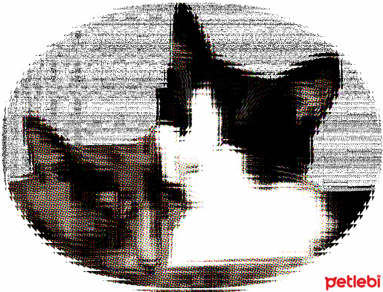 Korat, Kedi  smokey fotoğrafı