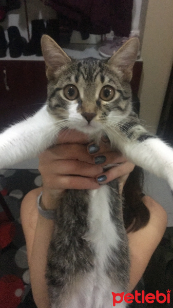 Tekir Kedi, Kedi  Fiona fotoğrafı
