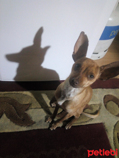 Minyatür Pinscher, Köpek  Coni fotoğrafı