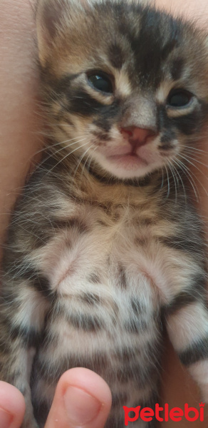 Tekir Kedi, Kedi  Fasulyeler fotoğrafı