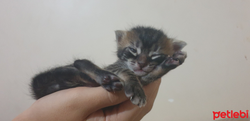 Tekir Kedi, Kedi  Fasulyeler fotoğrafı