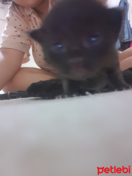 Tekir Kedi, Kedi  Fasulyeler fotoğrafı
