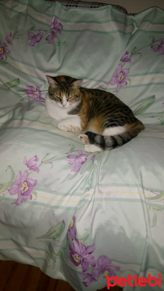 Tekir Kedi, Kedi  Miniko fotoğrafı