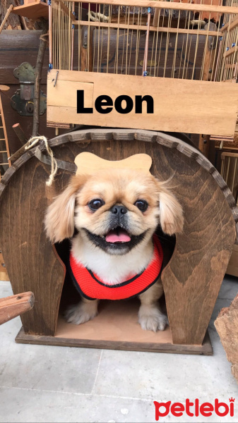 Pekingese, Köpek  Leon fotoğrafı