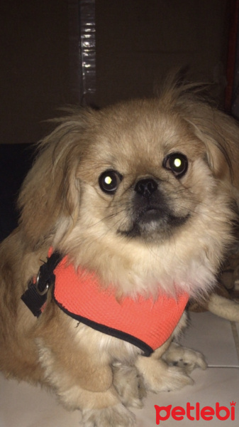 Pekingese, Köpek  Leon fotoğrafı