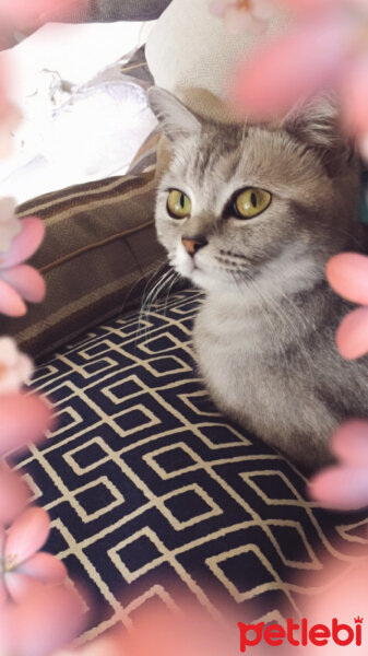 British Shorthair, Kedi  Miya fotoğrafı