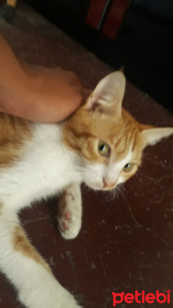 Tekir Kedi, Kedi  Tarçın fotoğrafı