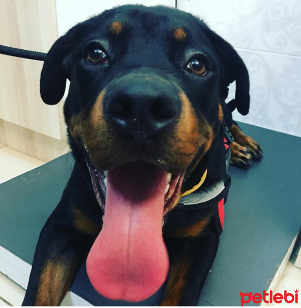 Rottweiler, Köpek  Kral fotoğrafı