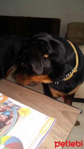 Rottweiler, Köpek  Kral fotoğrafı
