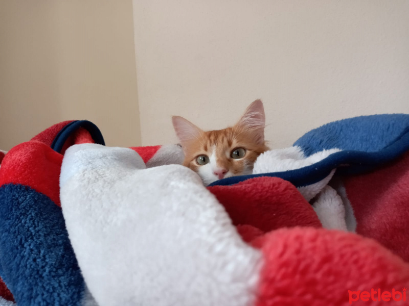 Tekir Kedi, Kedi  Sarı fotoğrafı