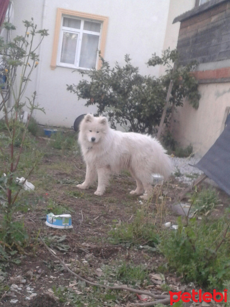 Akita İnu, Köpek  Maria fotoğrafı