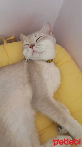 British Shorthair, Kedi  Mia fotoğrafı