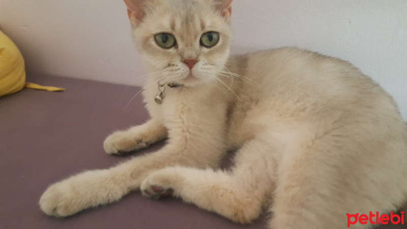 British Shorthair, Kedi  Mia fotoğrafı