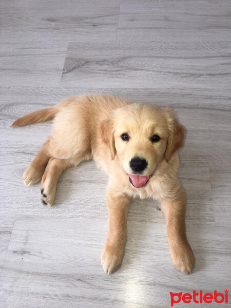 Golden Retriever, Köpek  Bal fotoğrafı