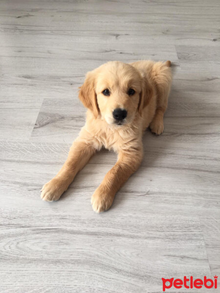 Golden Retriever, Köpek  Bal fotoğrafı