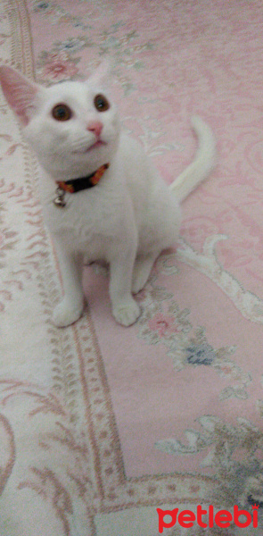 Van Kedisi, Kedi  Prens fotoğrafı