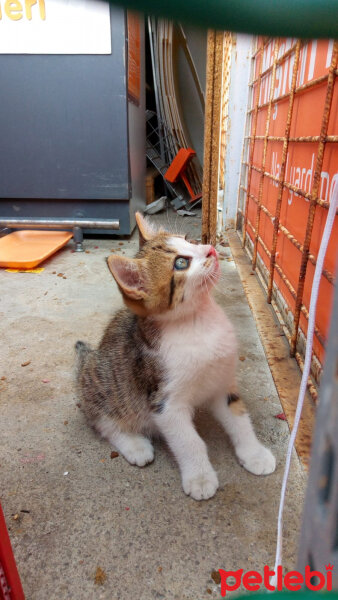 Tekir Kedi, Kedi  Gofret fotoğrafı