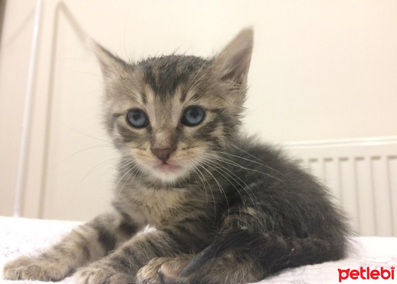 Tekir Kedi, Kedi  Küllaç fotoğrafı