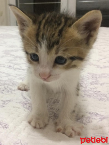 Tekir Kedi, Kedi  Marul fotoğrafı