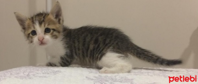 Tekir Kedi, Kedi  Marul fotoğrafı