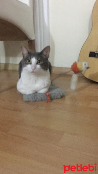 Tekir Kedi, Kedi  Donut fotoğrafı