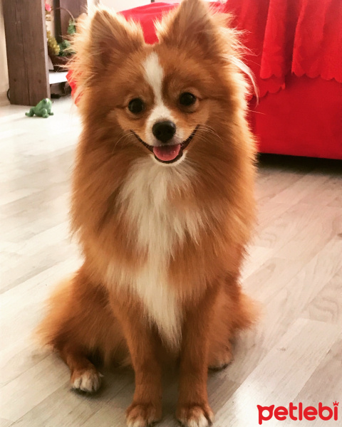 Pomeranyalı, Köpek  Tarçın fotoğrafı