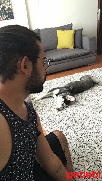 Sibirya Kurdu (Husky), Köpek  Mina fotoğrafı