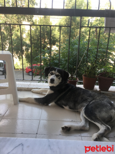 Sibirya Kurdu (Husky), Köpek  Mina fotoğrafı