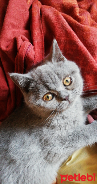 British Shorthair, Kedi  Maya fotoğrafı