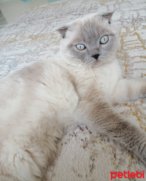 Scottish Fold, Kedi  Çakıl fotoğrafı