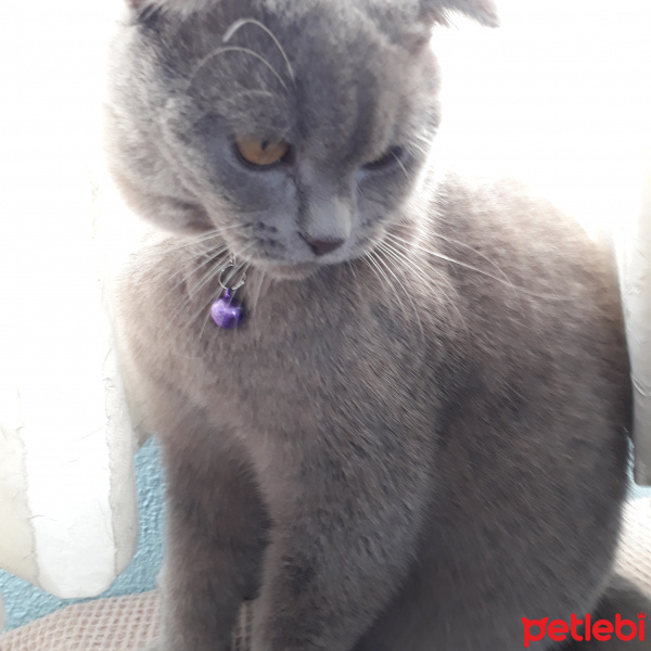 Scottish Fold, Kedi  Mîşa fotoğrafı
