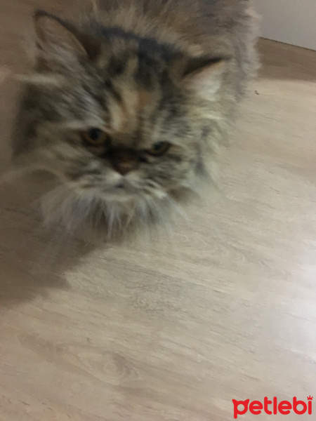 İran Kedisi (Persian), Kedi  Maya fotoğrafı