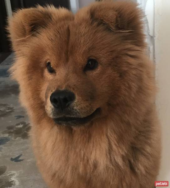 Chow Chow (çin Aslanı), Köpek  Çakıl fotoğrafı