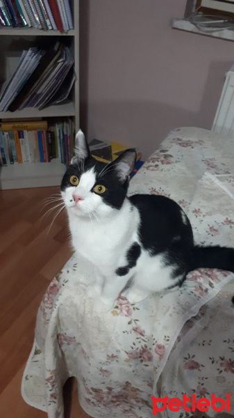 Tuxedo (Smokin) Kedi, Kedi  Zeytin fotoğrafı