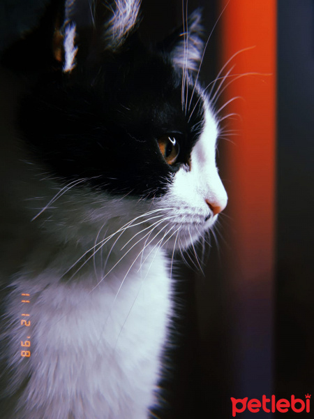 Tuxedo (Smokin) Kedi, Kedi  Zeytin fotoğrafı