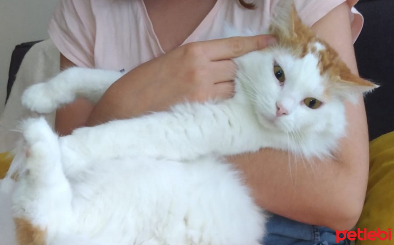 Tekir Kedi, Kedi  Pamuk, Nele fotoğrafı