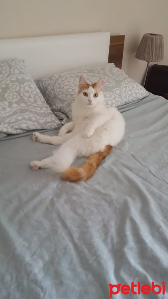 Tekir Kedi, Kedi  Pamuk, Nele fotoğrafı
