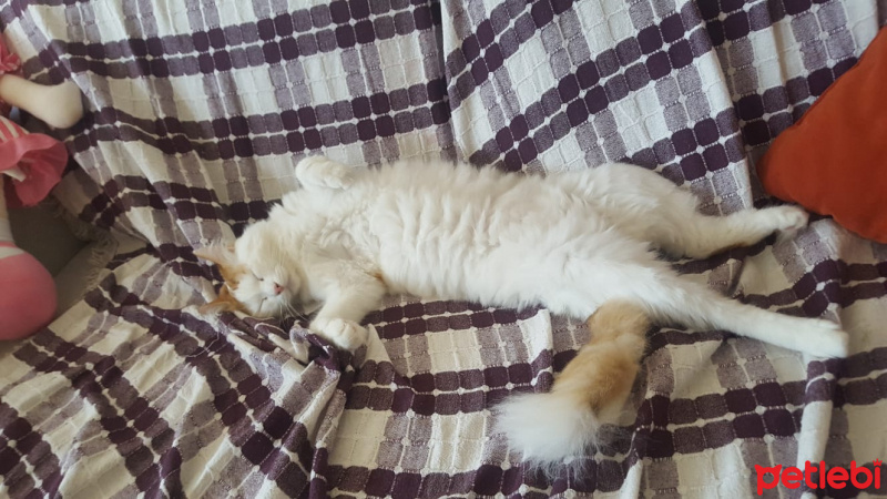 Tekir Kedi, Kedi  Pamuk, Nele fotoğrafı