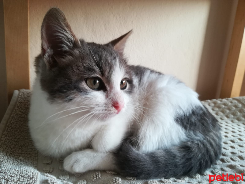 Tekir Kedi, Kedi  Pamuk, Nele fotoğrafı