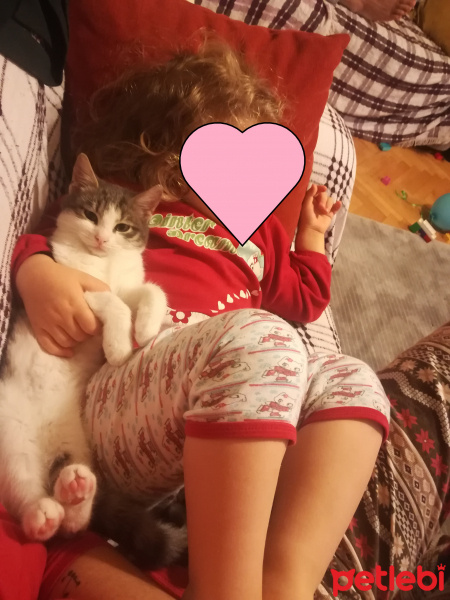 Tekir Kedi, Kedi  Pamuk, Nele fotoğrafı