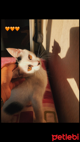Tekir Kedi, Kedi  Alvin fotoğrafı
